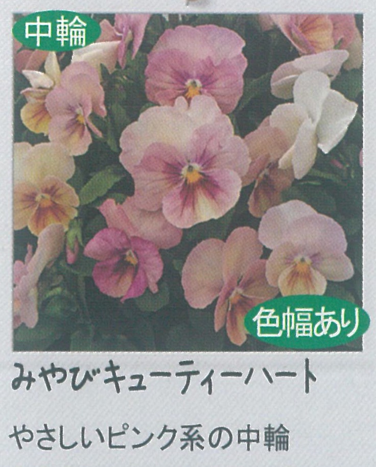 【先行予約商品】【産直】【送料1/2】パンジー みやび キューティーハート 3.5号24入り